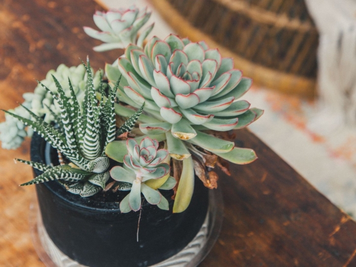 Эхеверия хавортия