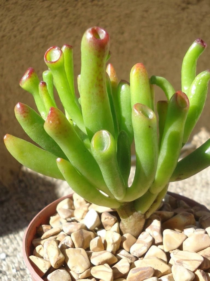Crassula ovata