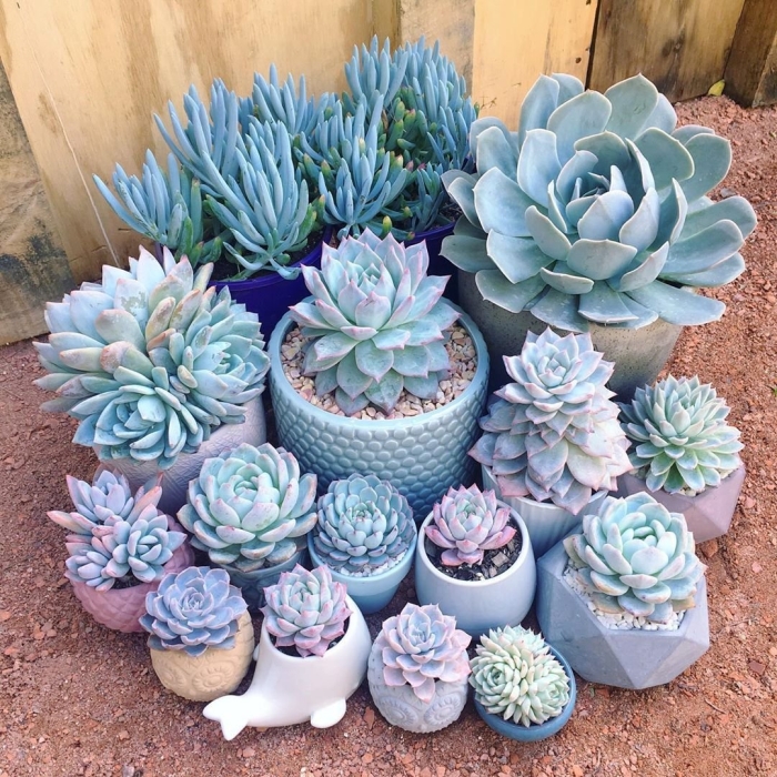 Суккуленты голубые