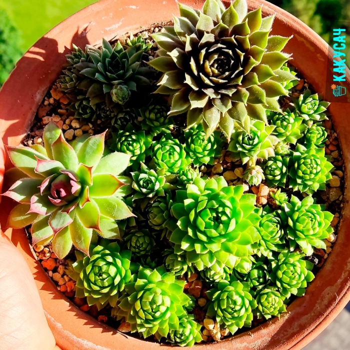 Уход за суккулентами