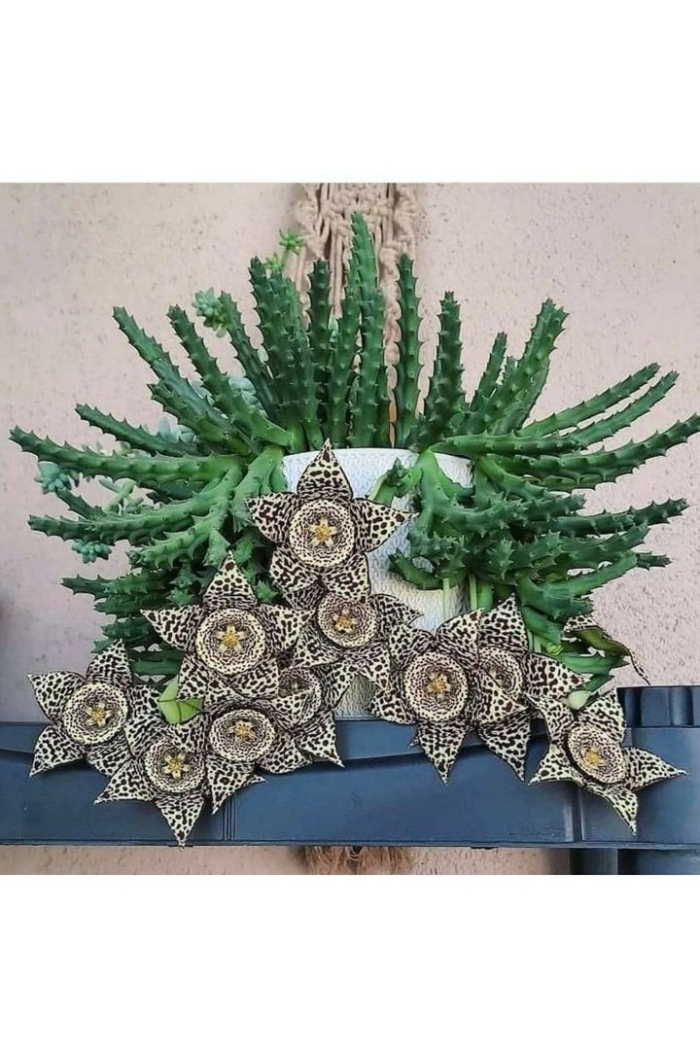 Суккулент кактус