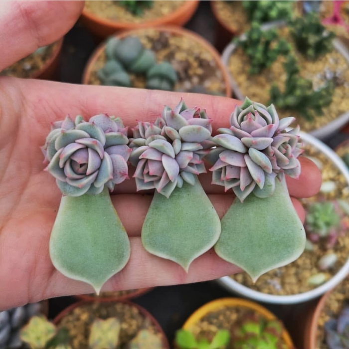 Эхеверия рейнбоу