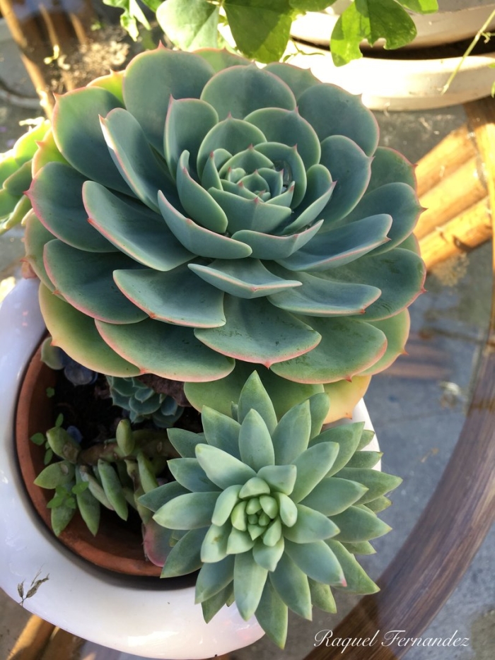 Эхеверия магнифика