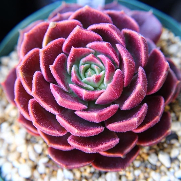 Эхеверия карниколор