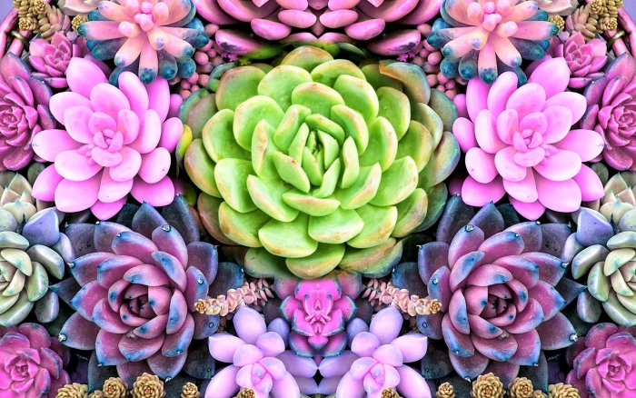 Актефила actephila суккулент