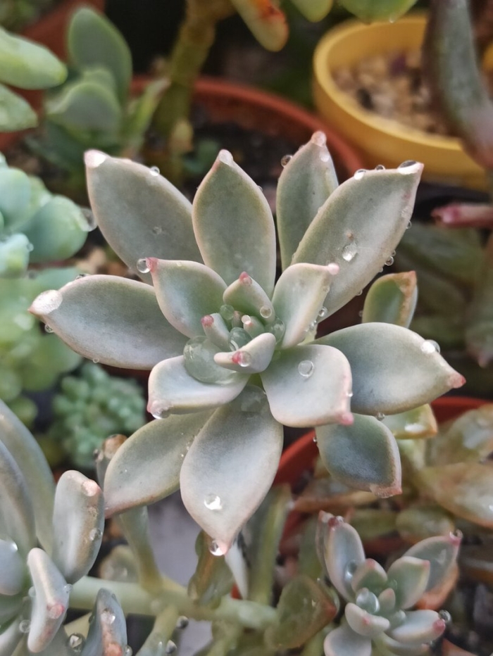 Суккулент эхеверия агавоидес