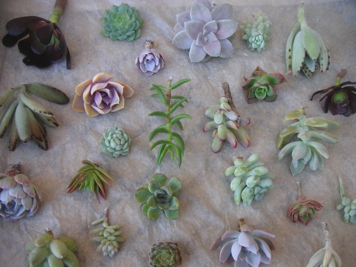 Суккуленты из ткани
