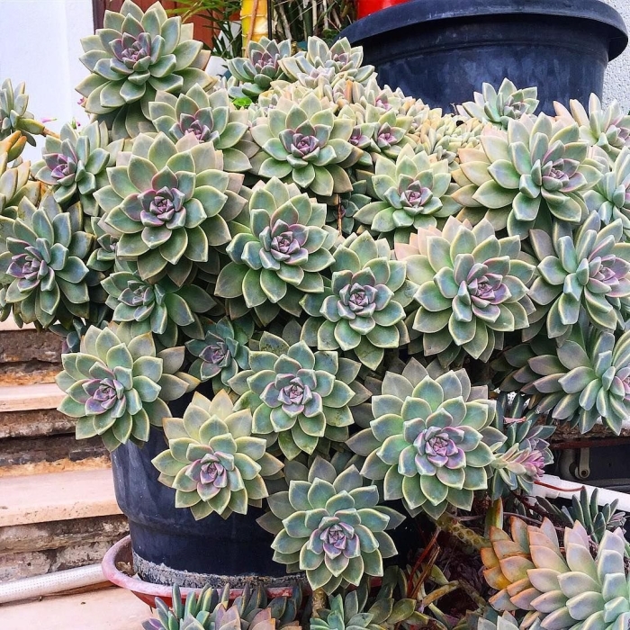 Суккуленты эхеверия