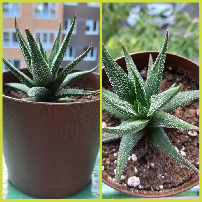 Хавортия fasciata concolor