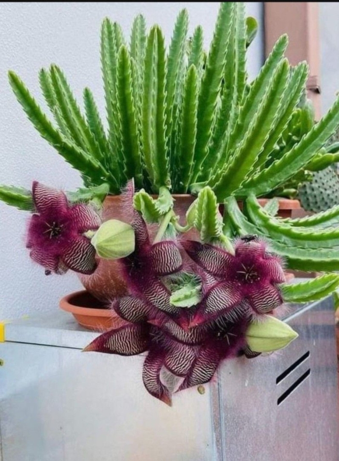 Стапелия цветок