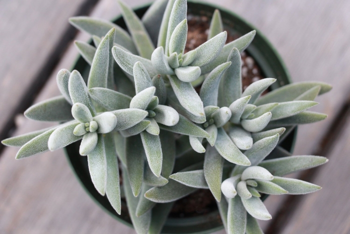 Крассула (толстянка) мезембриантемовидная (crassula mesembryanthemoides)