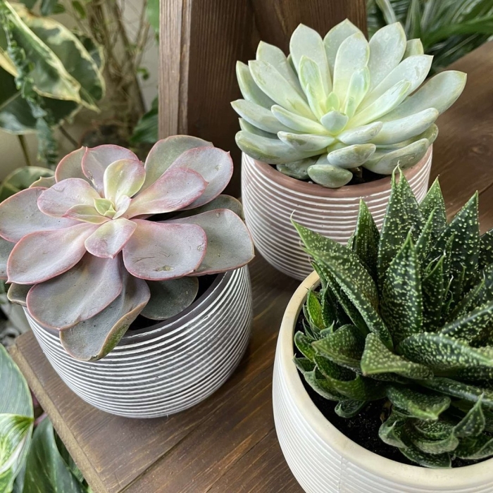 Суккулент эхеверия гиббифлора