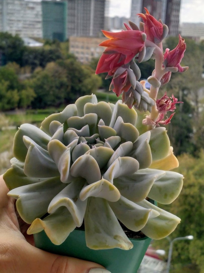 Эхеверия цветущая