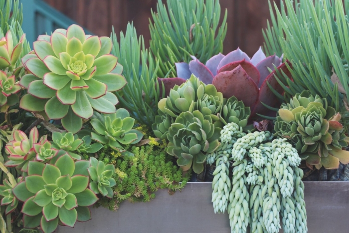 Суккулент плантс