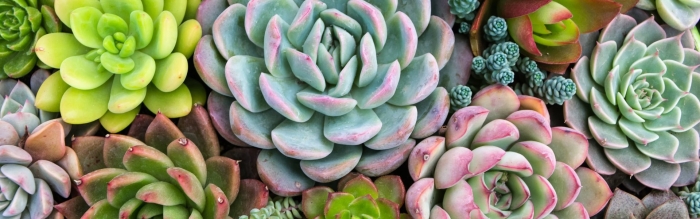 Эхеверия дебби