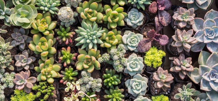 Суккуленты эхеверия сиреневый