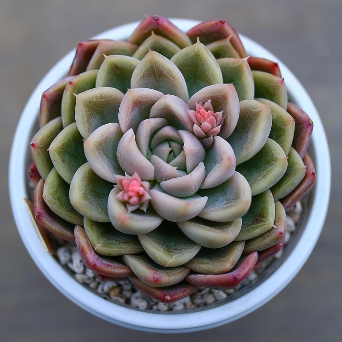 Детки суккулентов