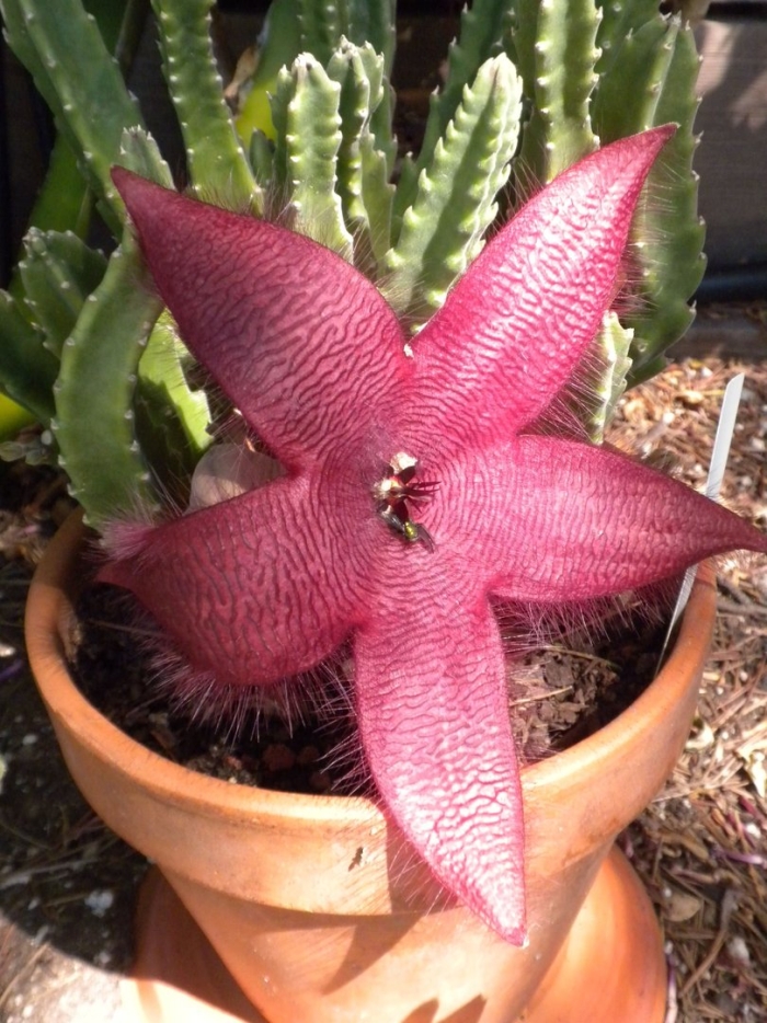 Стапелия суккулент кактус