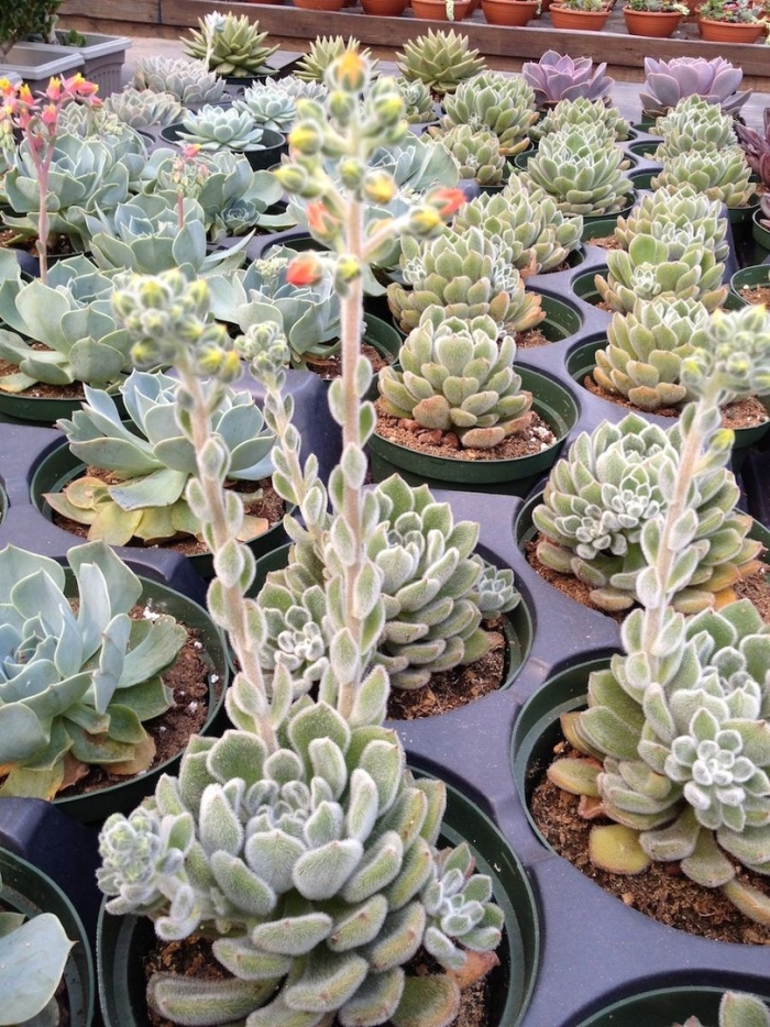 Эхеверия сетоза оливер