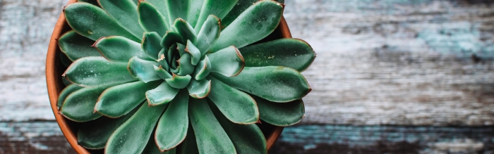 Эхеверия рондо