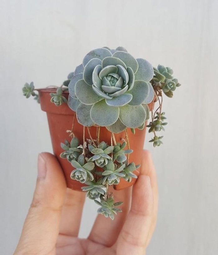 Оростахис иваренге