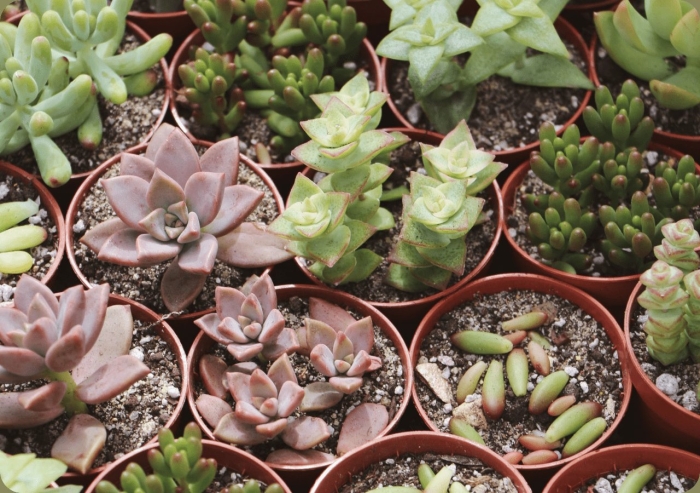 Растение суккулент