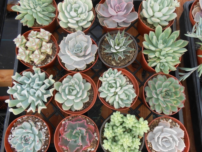 Суккуленты в пятерочке