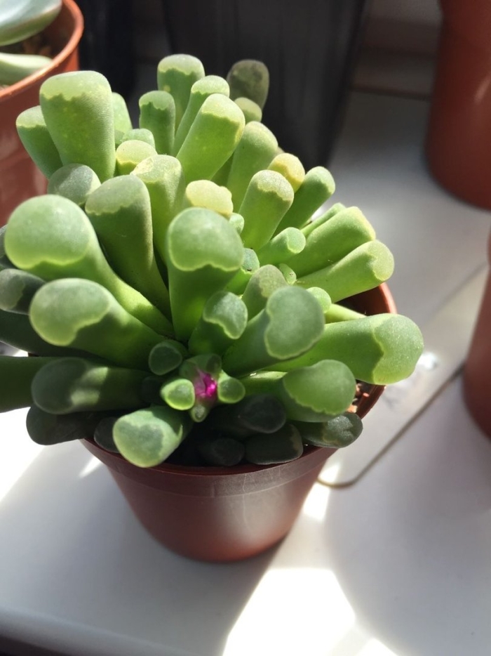 Фрития хумилис