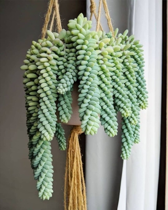 Очиток моргана