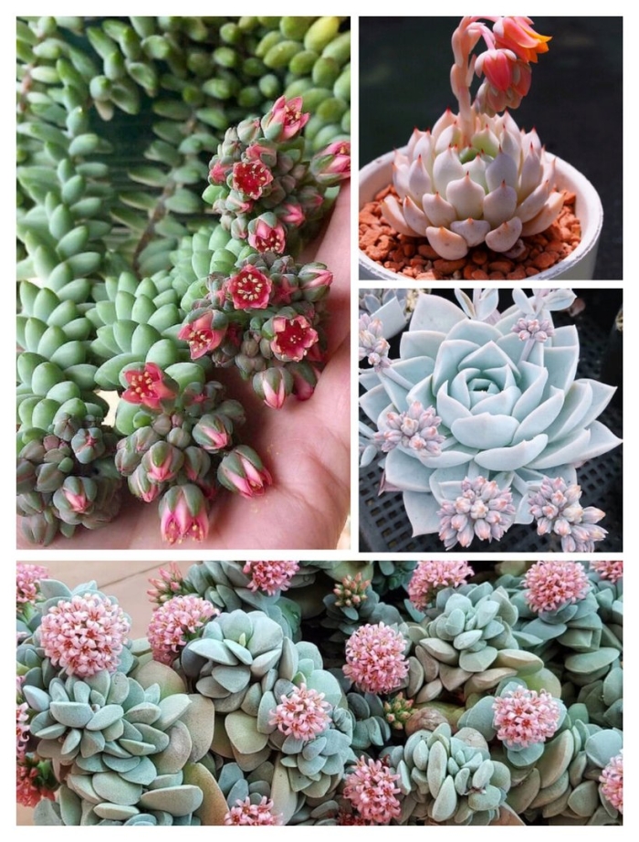 Цветение суккулентов