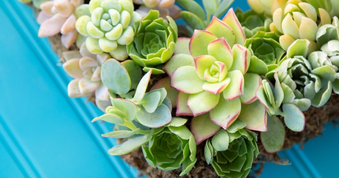 Суккулент эхеверия лау