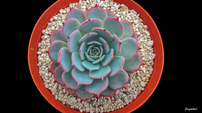 Эчеверия плант