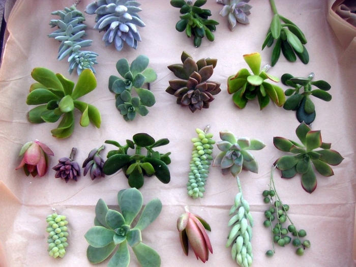 Суккулент хортица