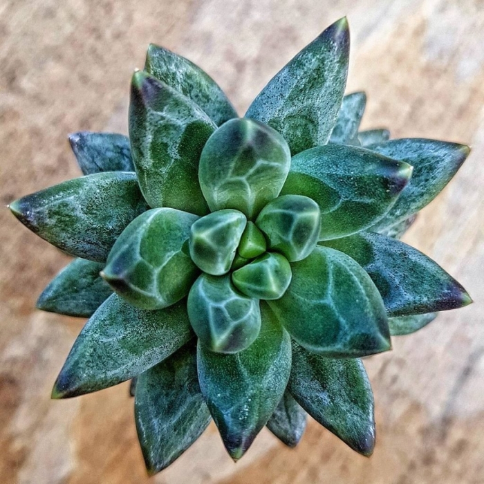 Суккулент пахифитум компактум