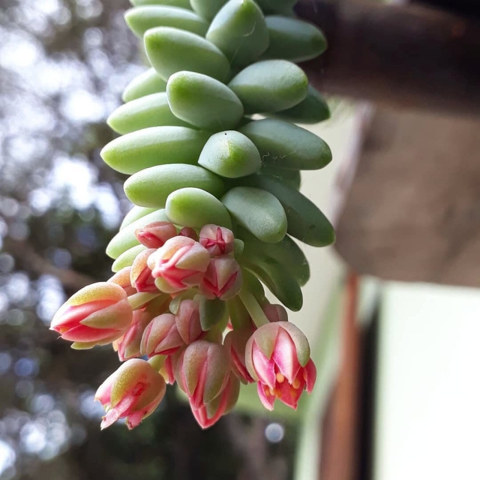 Суккулент моргана очиток