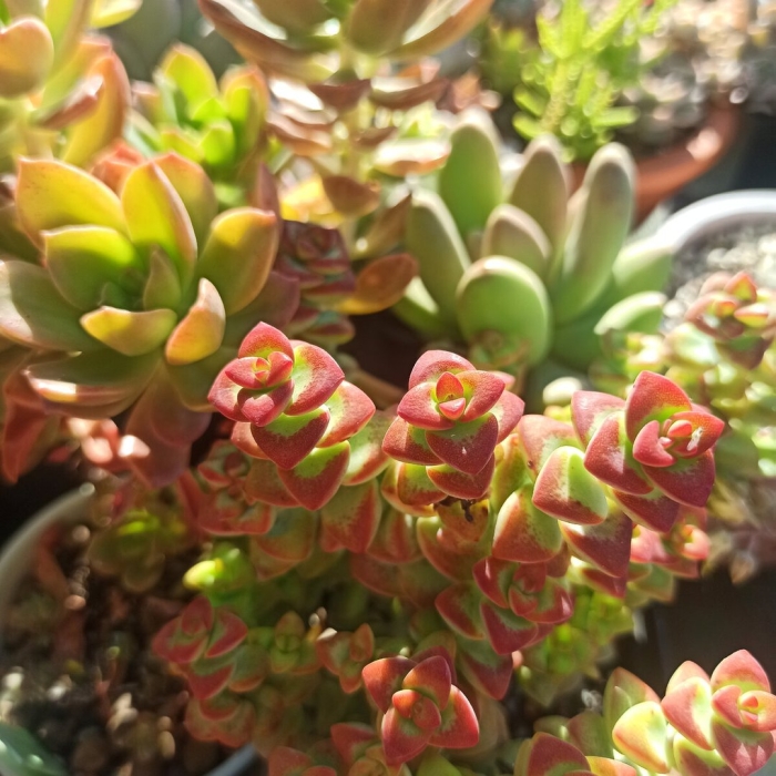 Комнатные суккуленты