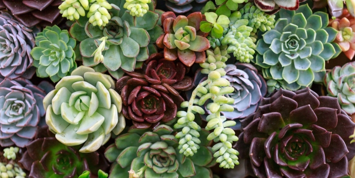 Succulent plant