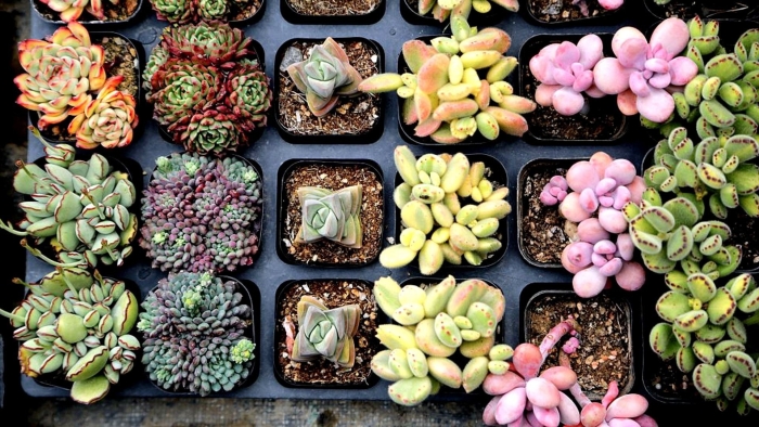 Крассула кактусы суккуленты