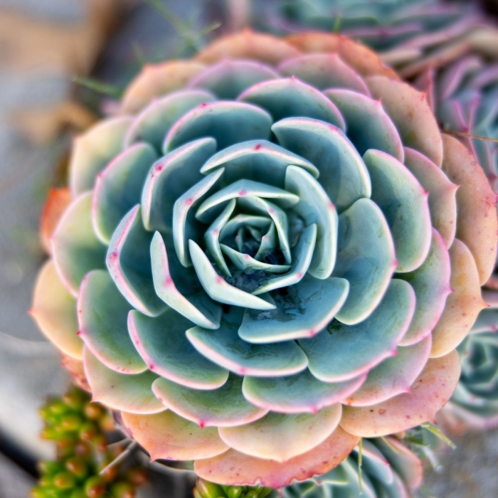 Суккуленты могильные цветы