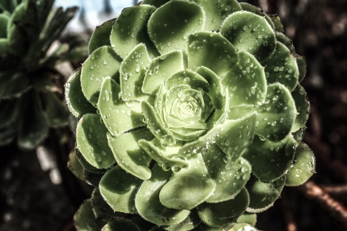Echeveria multicaulis