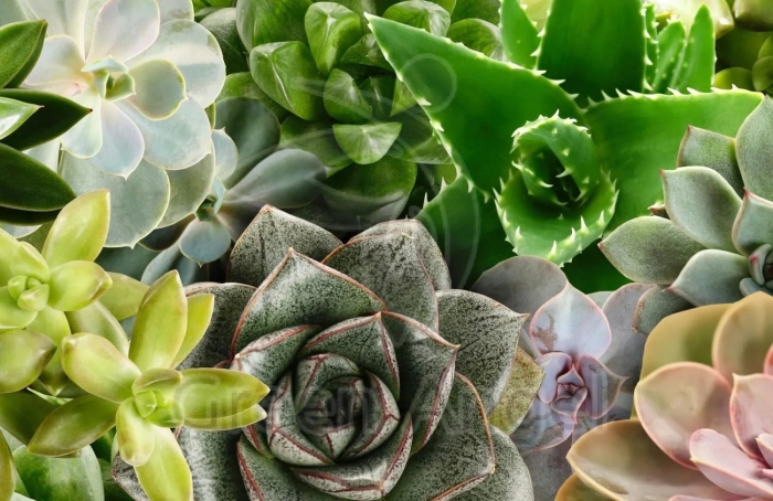Суккулент растение