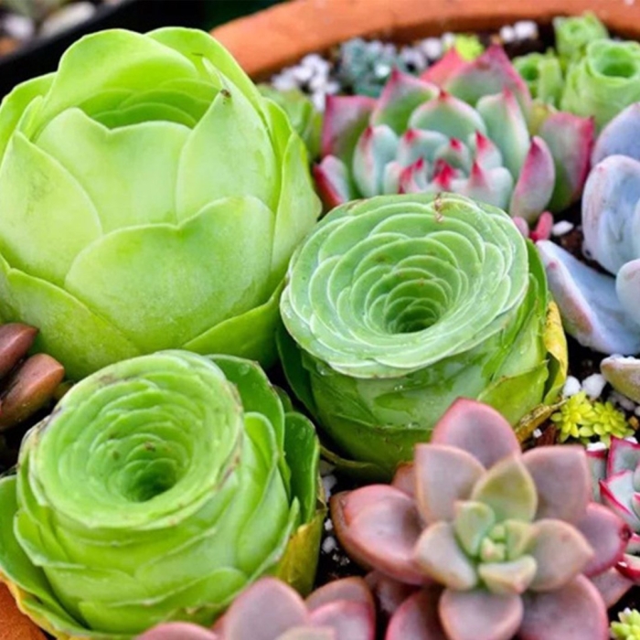 Суккулент greenovia