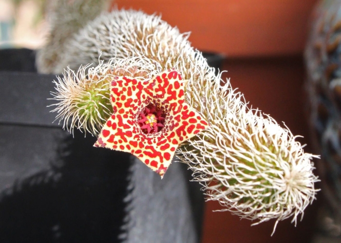 Stapelianthus montagnacii