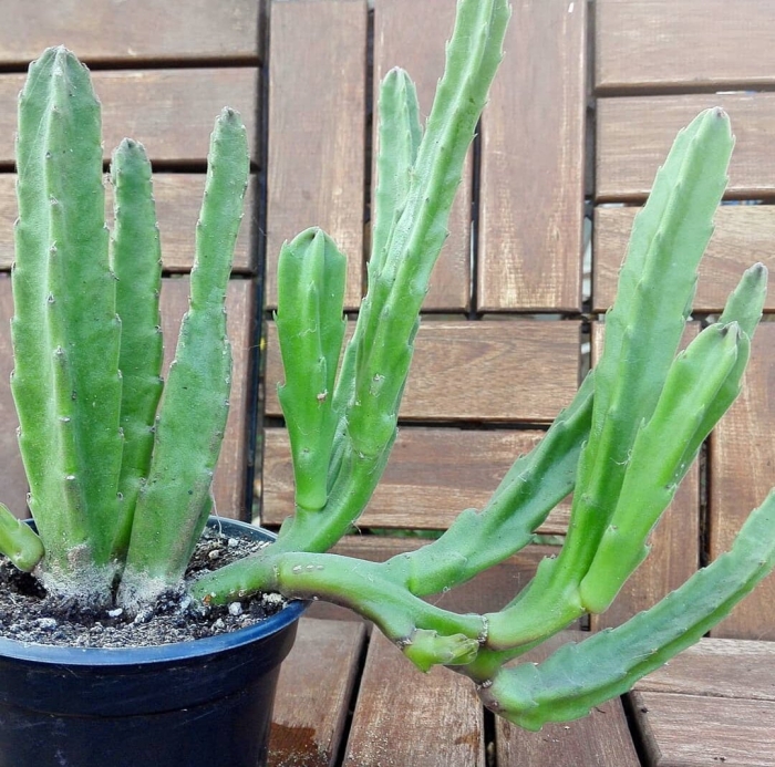 Суккулент стапелия