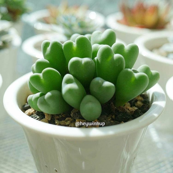 Conophytum subfenestratum