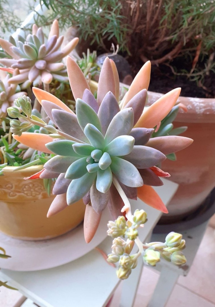 Граптоседум франческо бальди