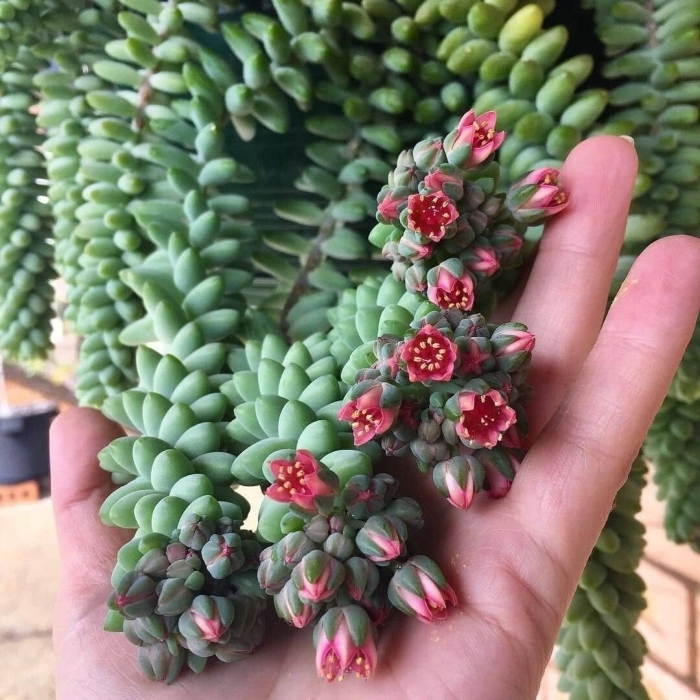 Очиток моргана буритто