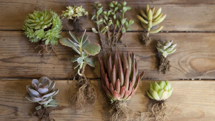 Корни суккулентов