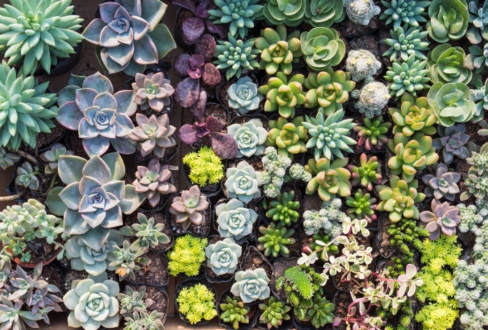 Succulent plant