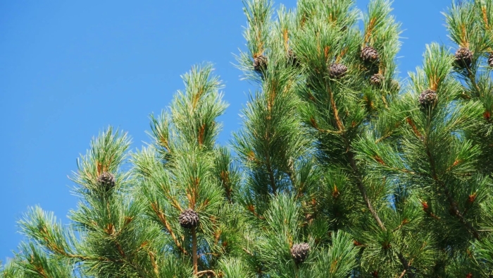 Pinus sylvestris сосна лесная